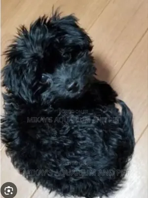 1-3 months Female Purebred Maltese