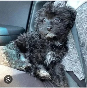1-3 months Female Purebred Maltese
