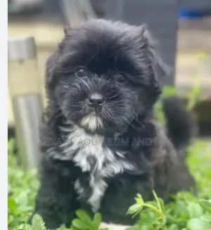 1-3 months Female Purebred Maltese