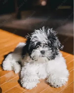 1-3 months Female Purebred Maltese