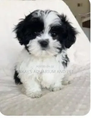 1-3 months Female Purebred Maltese