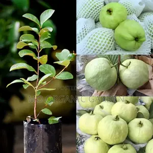 Exotic Red Jumbo Guava Plant Seedling