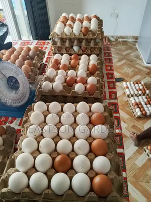 Premium Eggs for Sale