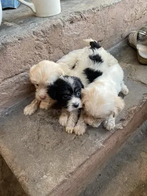 1-3 months Female Purebred Poodle