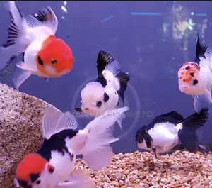 Tricolor Goldfish