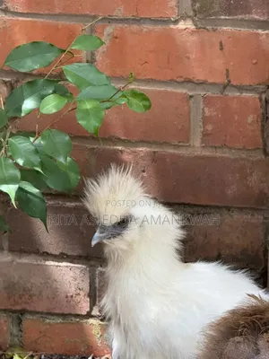 Silkies Chicken for Sale