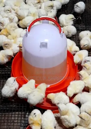 Day Old Chicks Sasso,Kruoiler,Broilers and Layers