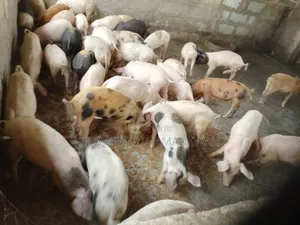 Pigs and Piglets for Sale