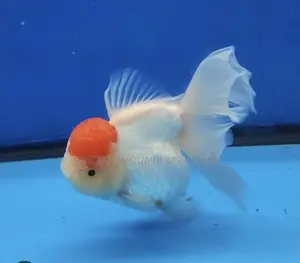 A -grade Redcap Goldfish
