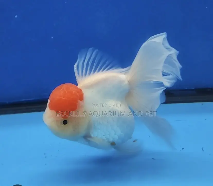 A -grade Redcap Goldfish