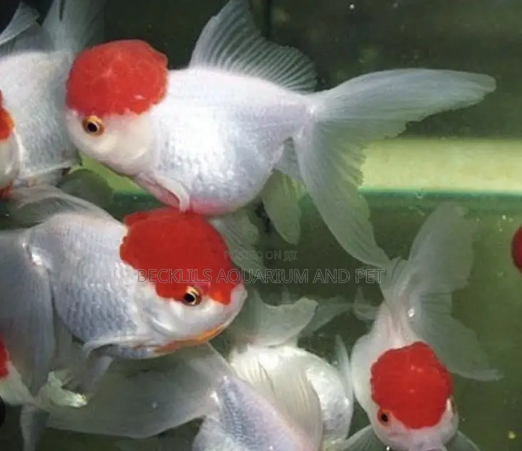 A -grade Redcap Goldfish