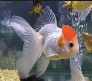 A -grade Redcap Goldfish