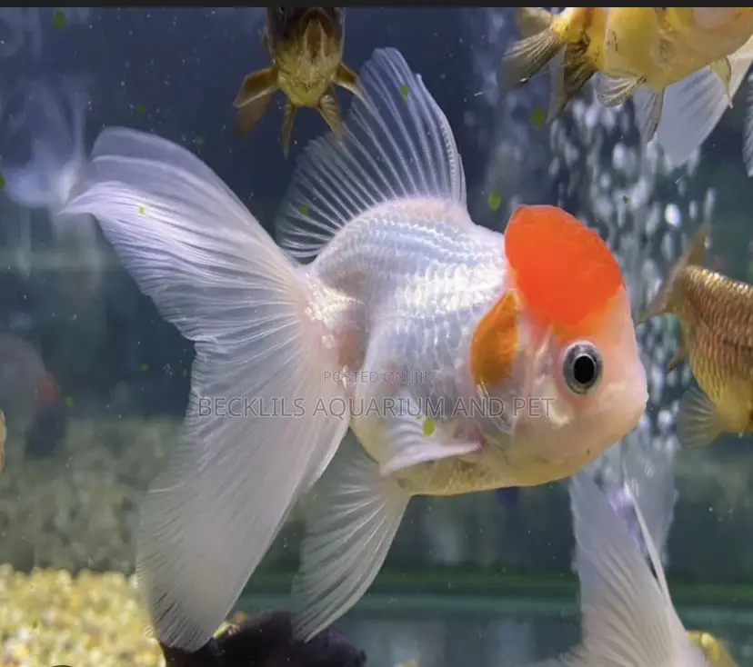 A -grade Redcap Goldfish