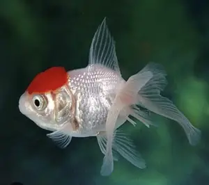 Live Fancy Redcap