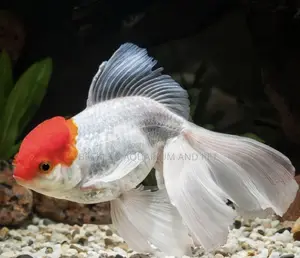 Live Fancy Redcap