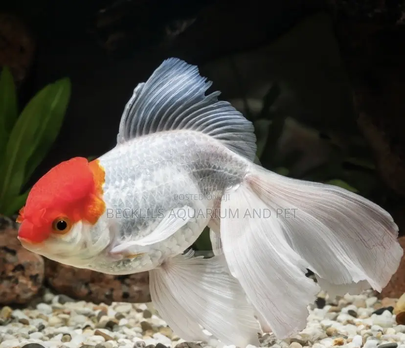 Live Fancy Redcap