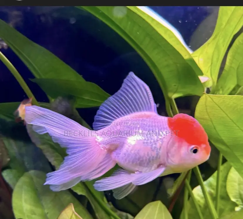 Live Fancy Redcap