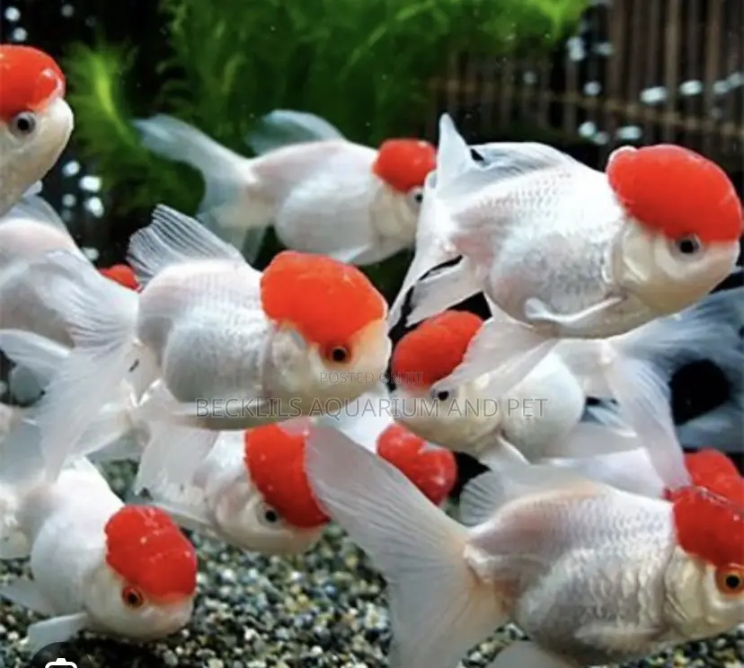 Live Fancy Redcap