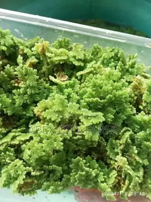 Fastest Azolla, Duckweed, Water Lettuce, Water Lily, Watercress