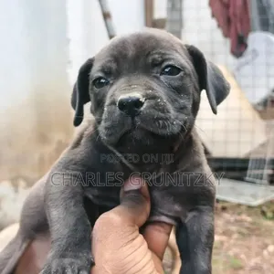 1-3 months Female Purebred Boerboel