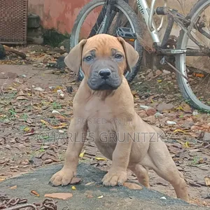 1-3 months Male Purebred Boerboel