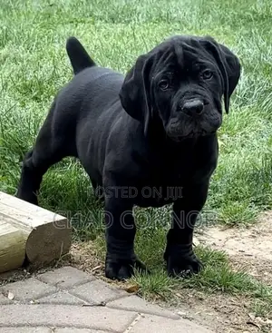 1-3 months Male Purebred Boerboel