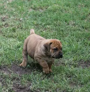 1-3 months Male Purebred Boerboel