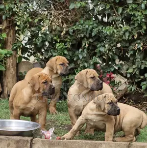 1-3 months Male Purebred Boerboel