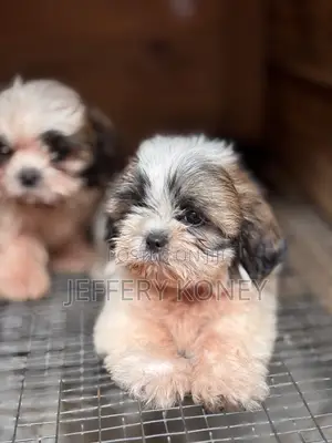 1-3 months Male Purebred Shih Tzu