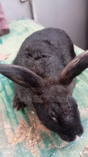 Healthy Rabbit Breeding Stock for Sale