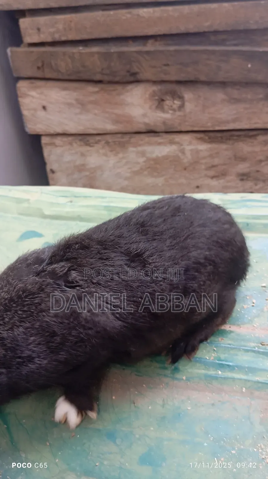 Healthy Rabbit Breeding Stock for Sale