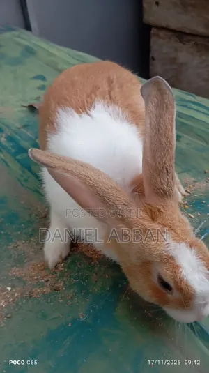 Healthy Rabbit Breeding Stock for Sale