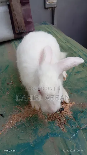 Healthy Rabbit Breeding Stock for Sale