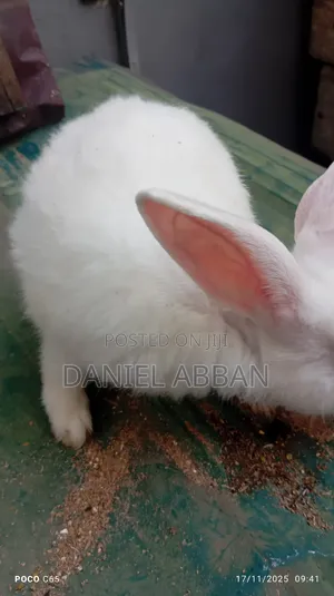 Healthy Rabbit Breeding Stock for Sale