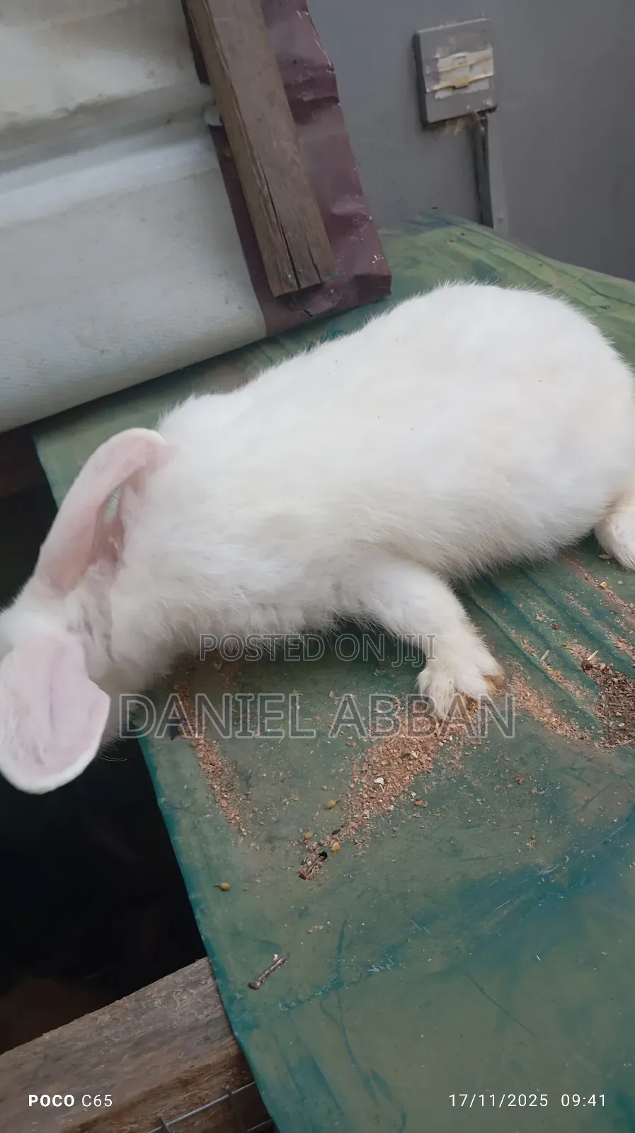 Healthy Rabbit Breeding Stock for Sale