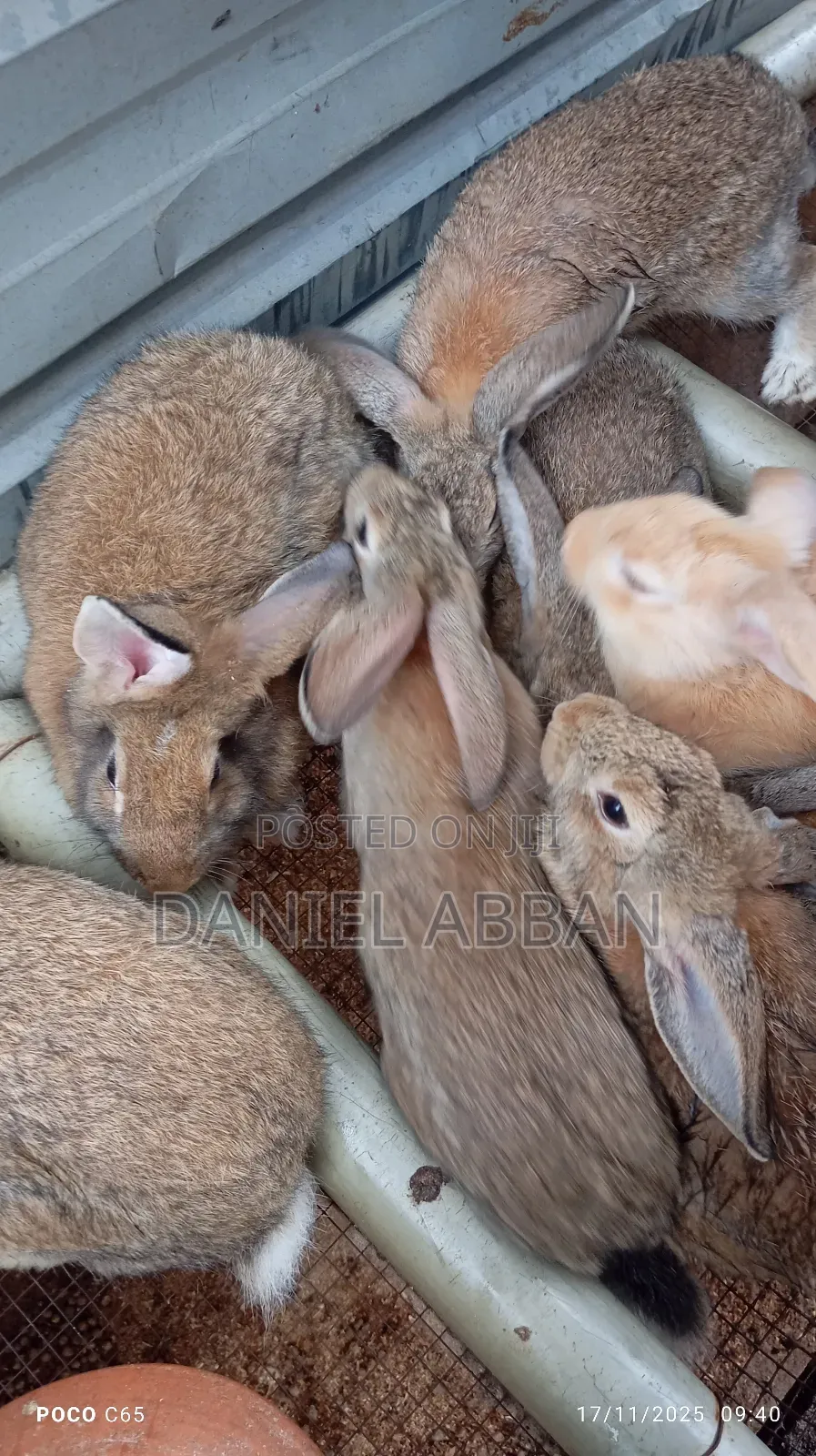 Healthy Rabbit Breeding Stock for Sale