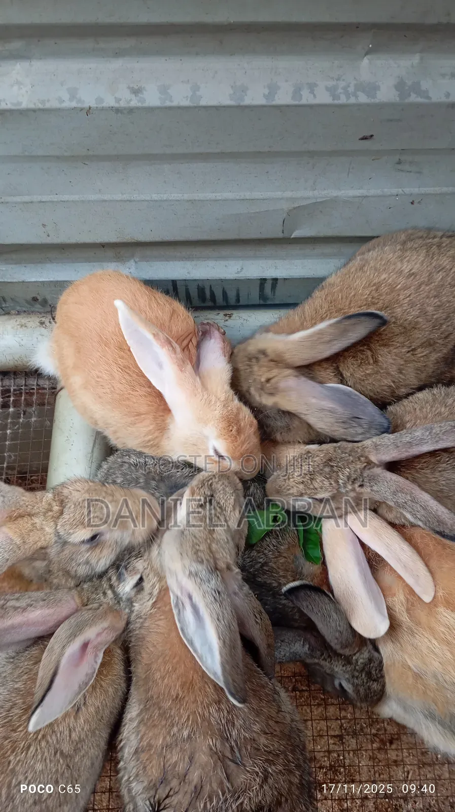Healthy Rabbit Breeding Stock for Sale
