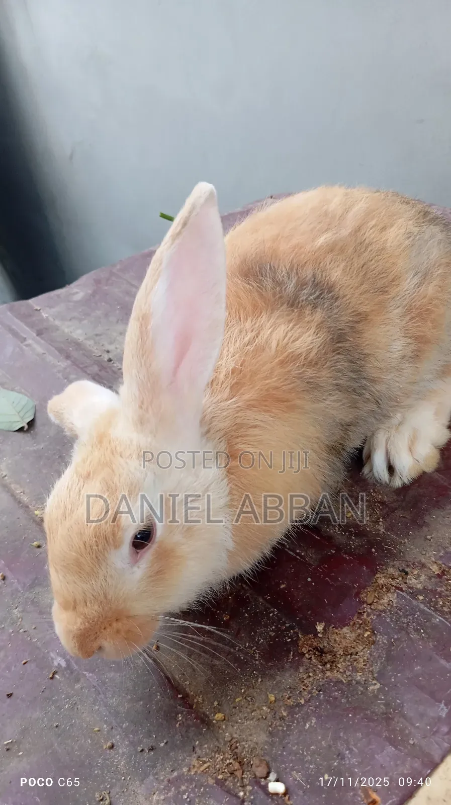 Healthy Rabbit Breeding Stock for Sale