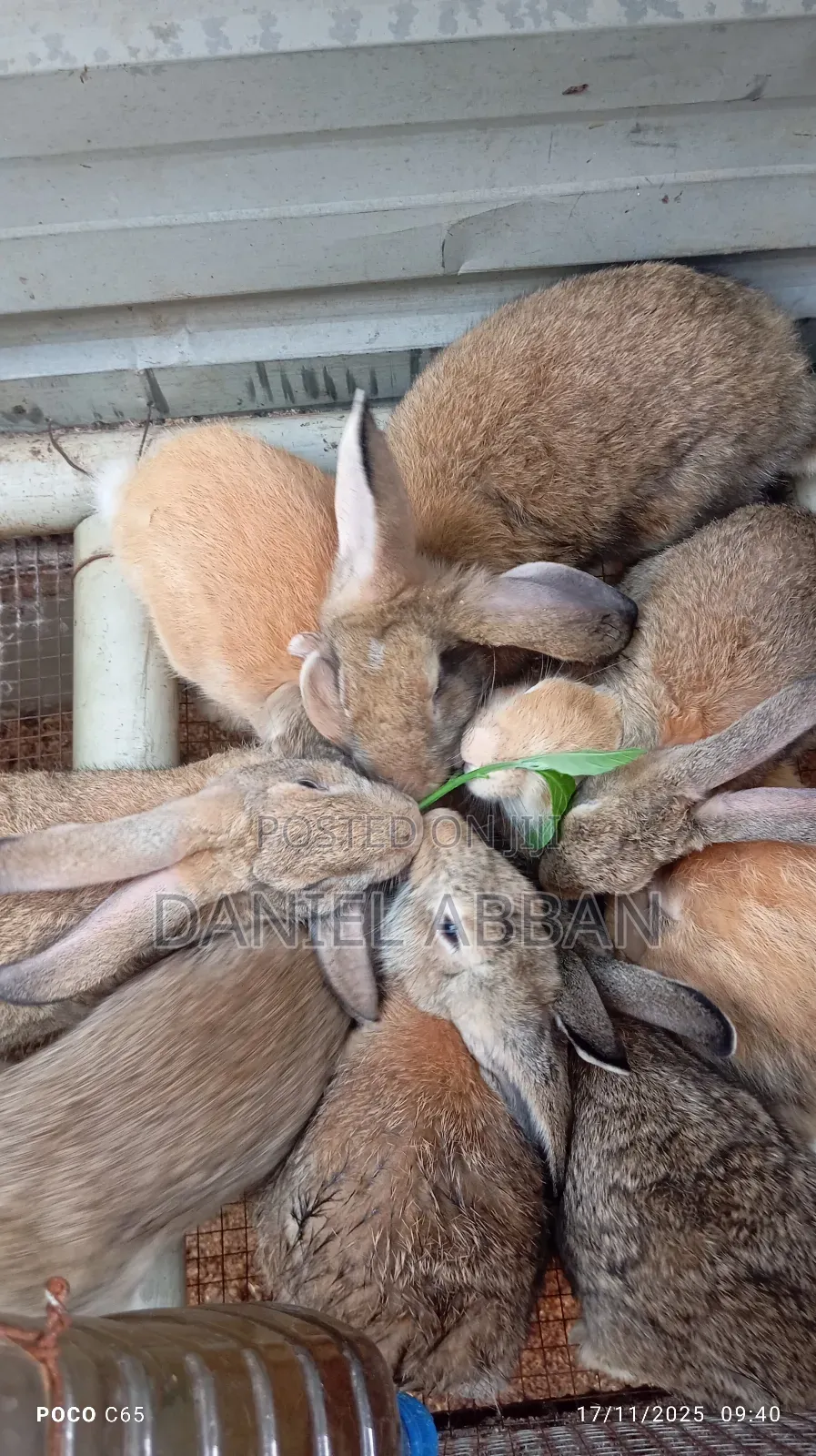 Healthy Rabbit Breeding Stock for Sale