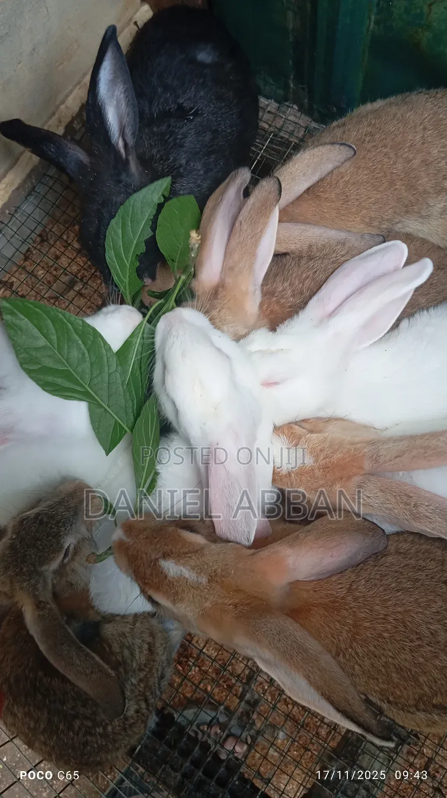 Healthy Rabbit Breeding Stock for Sale