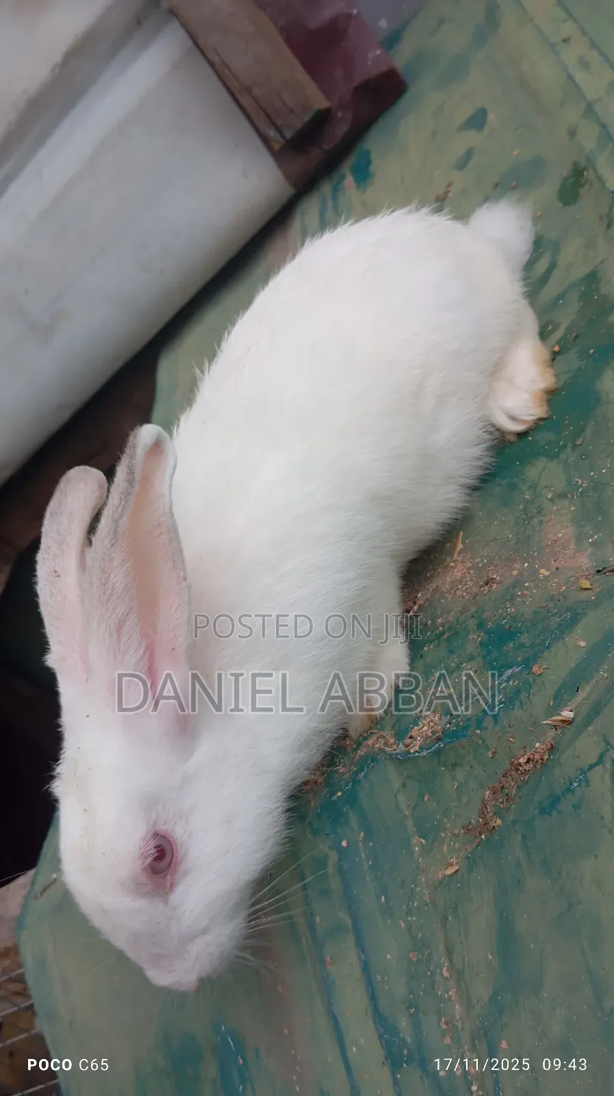 Healthy Rabbit Breeding Stock for Sale