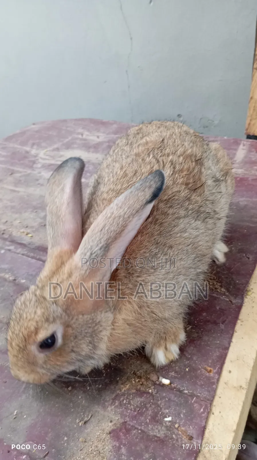 Healthy Rabbit Breeding Stock for Sale