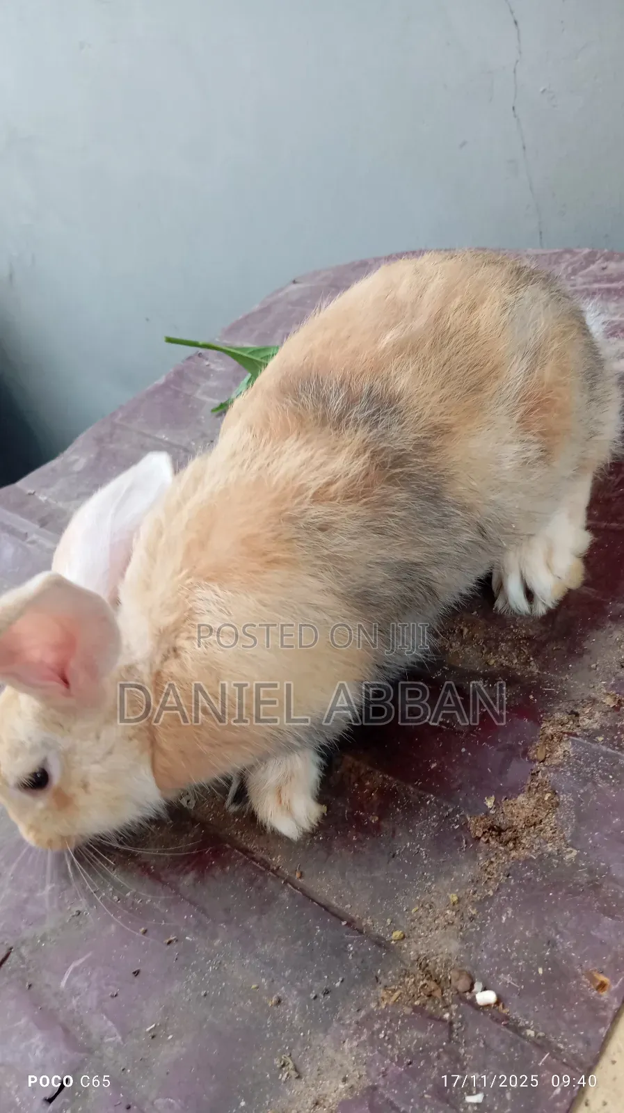 Healthy Rabbit Breeding Stock for Sale