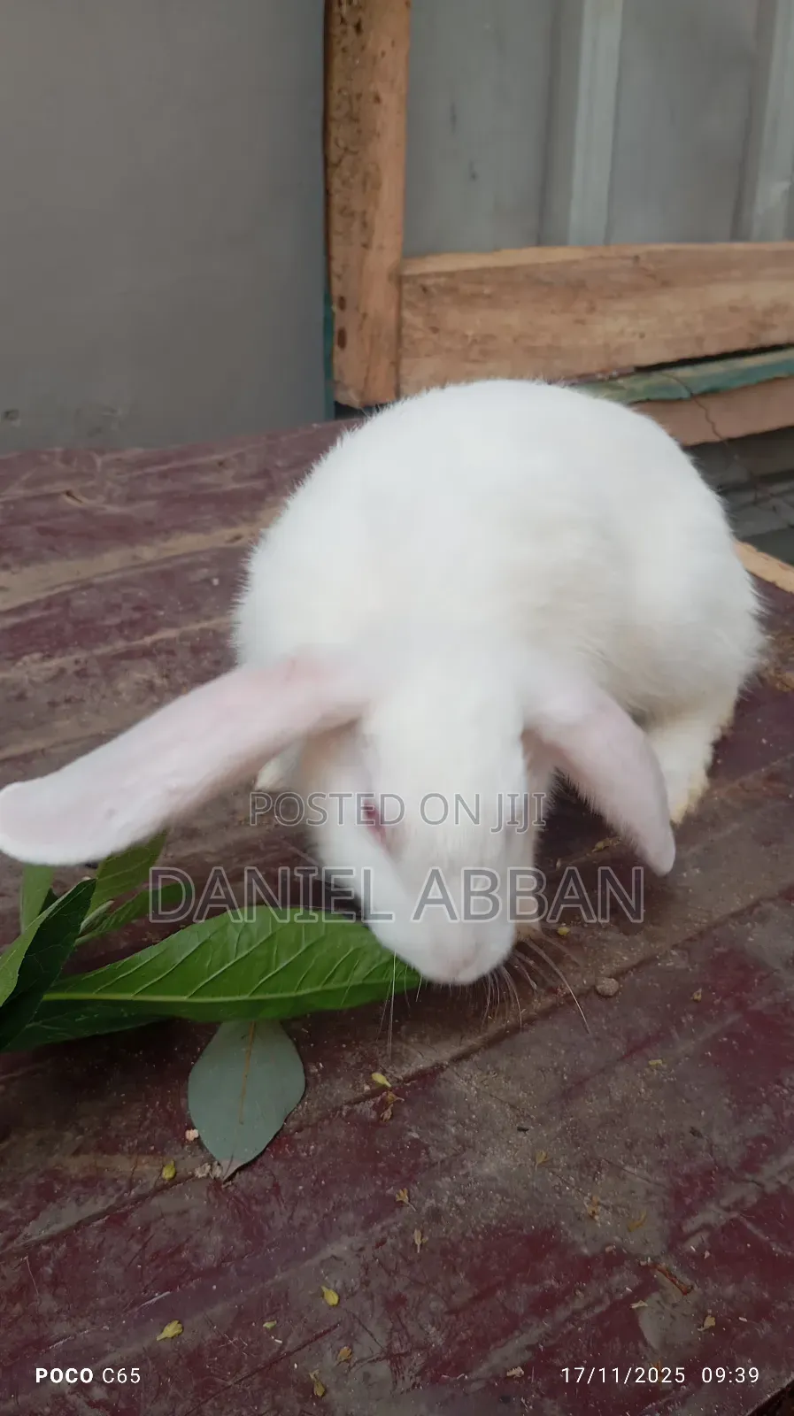 Healthy Rabbit Breeding Stock for Sale