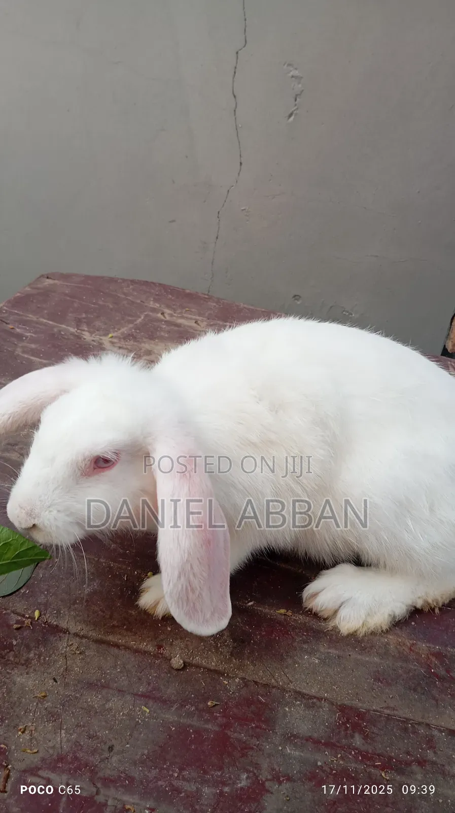 Healthy Rabbit Breeding Stock for Sale