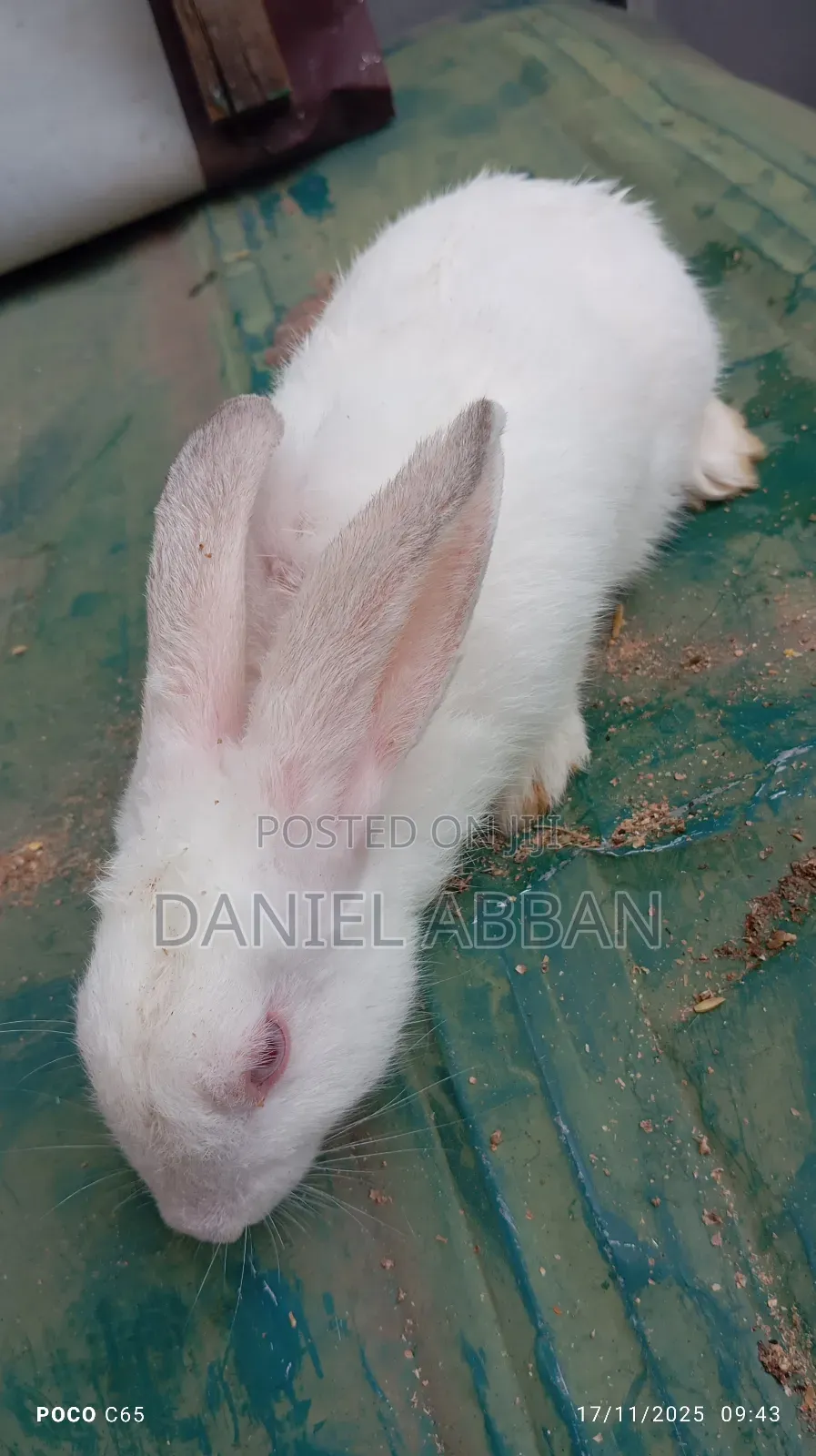 Healthy Rabbit Breeding Stock for Sale