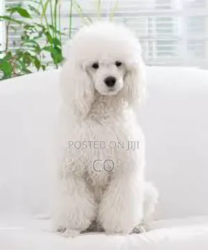 3-6 months Male Purebred Poodle