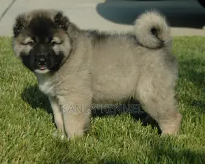 1-3 months Male Purebred Caucasian Shepherd
