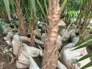 Finger Palms for Sale
