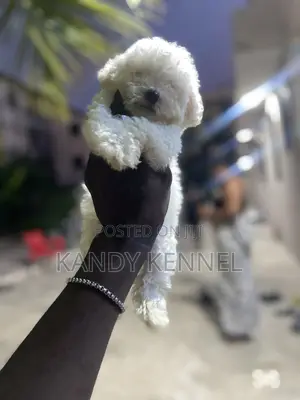 1-3 months Male Purebred Maltese